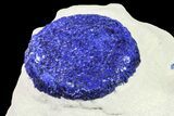 Vibrant, Blue Azurite Sun on Siltstone - Australia #155619-1